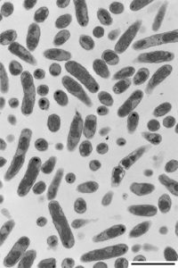 A transmission electron micrograph of Sinorhizobium meliloti strain 1021. The scale bar represents 2 microns. (George diCenzo)