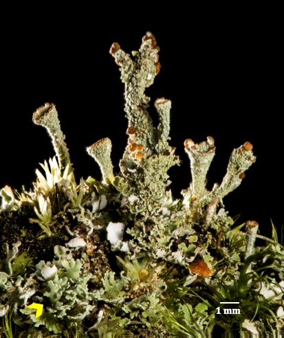 The lichen Gray’s Cup (Cladonia grayi), with its namesake goblet structures. (Thomas Barlow)