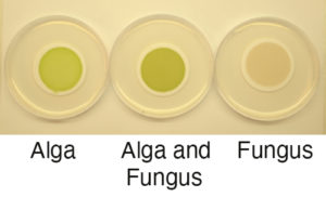 Cultures of fungus C. grayi and microalga A. glomerata grown individually and together on filters in the lab. (Courtesy of Daniele Armaleo)