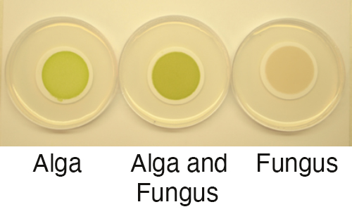 Cultures of fungus C. grayi and microalga A. glomerata grown individually and together on filters in the lab. (Courtesy of Daniele Armaleo)