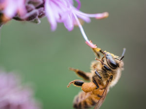 Honey bees metabolize pollen with the help of their gut microbiota. (Photo by Jason Leung on Unsplash )