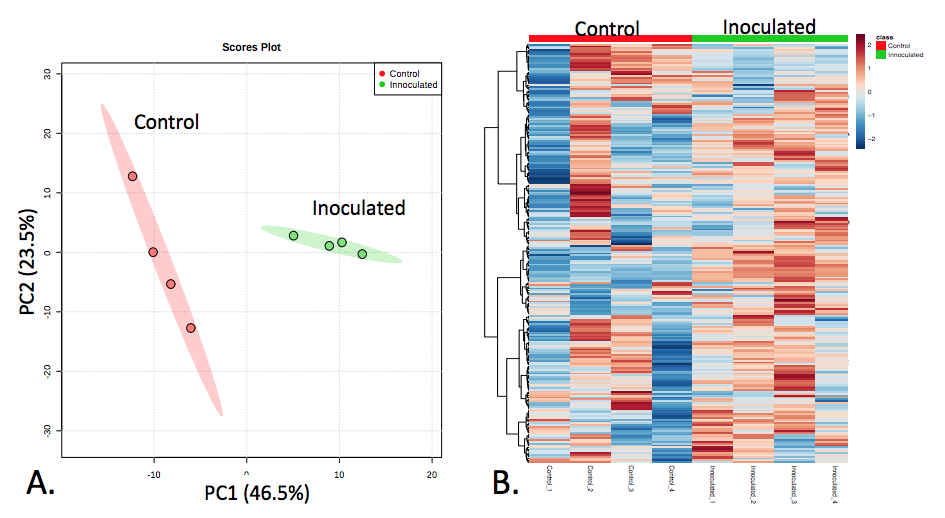 Figure 2. Overall data differentiation between mock-inoculated and inoculated stem tissue. (A) Principal component analysis (PCA) and (B) and Heatmap visualization of all (~250) metabolic features.