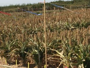 2016 sorghum field with blue and red streamers to discourage bird predation. (Peggy G. Lemaux)