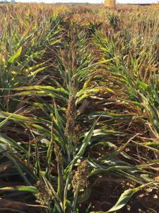 Sorghum variety BTx642 grown in Central Valley at temperatures around 100 degrees for 65 days without water. It is still green and filling grain to almost the same extent as plants that were watered weekly. (Jeffrey Dahlberg, UC ANR Agricultural Research and Extension Center)