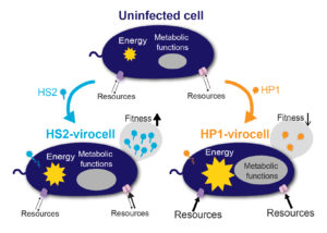 How a cell behaves as virocell largely depends on the infecting virus and the genomic similarity between host and virus. Pseudoalteromonas was infected with two unrelated viruses: siphovirus PSA-HS2 and podovirus PSA-HP1. The infections transformed the same bacterial host into two very different virocells, HS2-virocell and HP1-virocell. The HS2 siphovirus genome was much more similar to the host than the genome of HP1 podovirus and had better access to recycle existing host resources. In contrast, the HP1 podovirus needed to work harder at obtaining the resources needed for infection, and reprogrammed multiple host metabolisms. HS2 virocells had a comparatively higher fitness than HP1 virocells. (Figure by Cristina Howard-Varona)