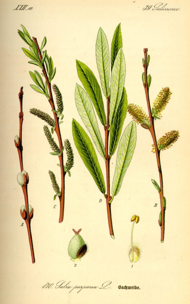  An illustration of shrub willow (Salix purpurea) from Flora von Deutschland, Österreich und der Schweiz by Otto Wilhelm Thomé. (Wikimedia commons user Kurt Stueber) 