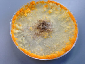 The filamentous fungus Neurospora crassa eating plant biomass. (Vincent Wu)