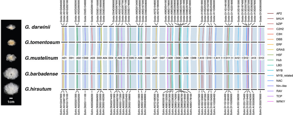 Genome-wide gene relationships among five allotetraploid cottons, along with noted key fiber development genes. The results indicate remarkably high overall sequence similarity yet drastically different fiber morphology between domesticated (Gossypium hirsutum, G. barbadense) and wild (G. mustelinum, G. tomentosum, G. darwinii) species. (Image credit: Z. Jeffrey Chen, John T. Lovell and Avinash Sreedasyam).