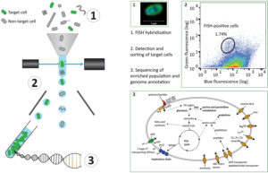 In the protocol developed by Bernhard Fuchs’s team, bacterial groups are enriched in three steps. 1. Specific bacterial cells are fluorescently labeled by fluorescence in situ hybridization (FISH). 2. These targeted cells are enriched based on their FISH signal via flow cytometric cell sorting. 3. The enriched population is then sequenced and further analyzed. Genome annotation reveals putative functional repertoires. (Overview and Figure 1: Courtesy of Anissa Grieb, Figures 2 and 3: Grieb A et al. A pipeline for targeted metagenomics of environmental bacteria. Microbiome. 8:21;2020 Feb 17, Figures 4 and 6, http://creativecommons.org/licenses/by/4.0/)