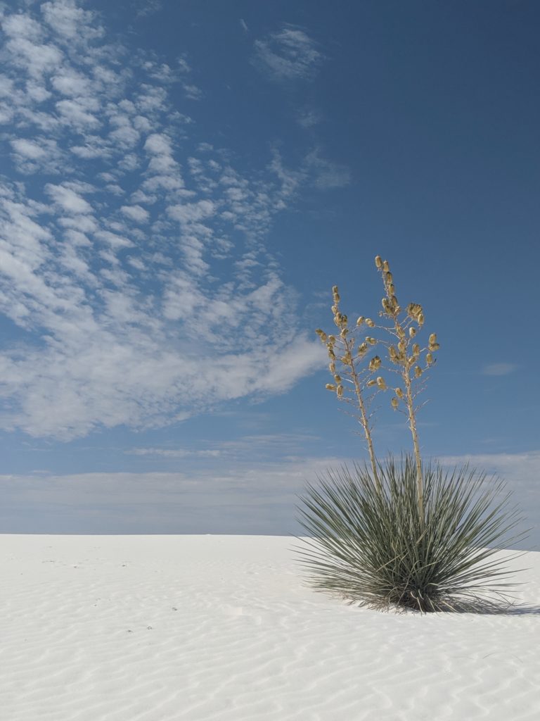 Soaptree yucca (Yucca elata) is a C3 species. (Courtesy of Karolina Heyduk)