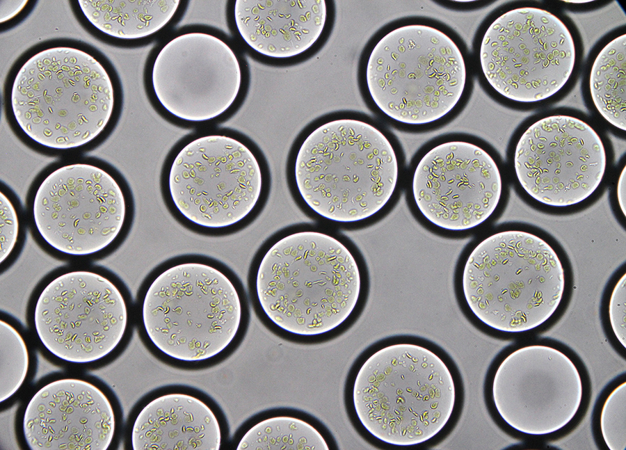 Artificial chloroplasts (photosynthetic membranes encapsulated within droplets). Plant thylakoids are encapsulated in micro-droplets of approximately 90 micrometers in diameter. (Miller / Beneyton MPG)