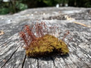 fire moss (Ceratodon purpureus) on a table by Sarah Carey