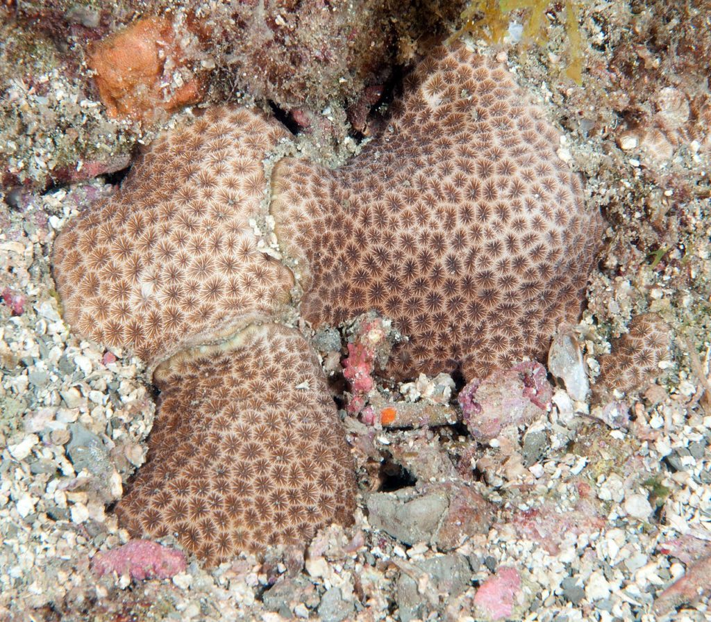 Shallow water starlet coral (Siderastrea radians) with retracted polyps in Flower Garden Banks National Marine Sanctuary. (NOAA)