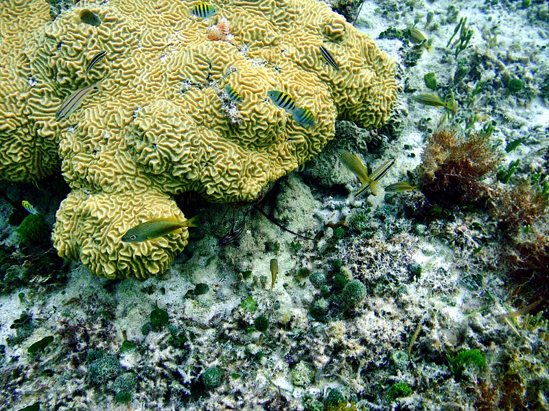 Knobby brain coral (Diplora clivosa). (Phil’s 1stPix, CC BY-NC-SA 2.0)