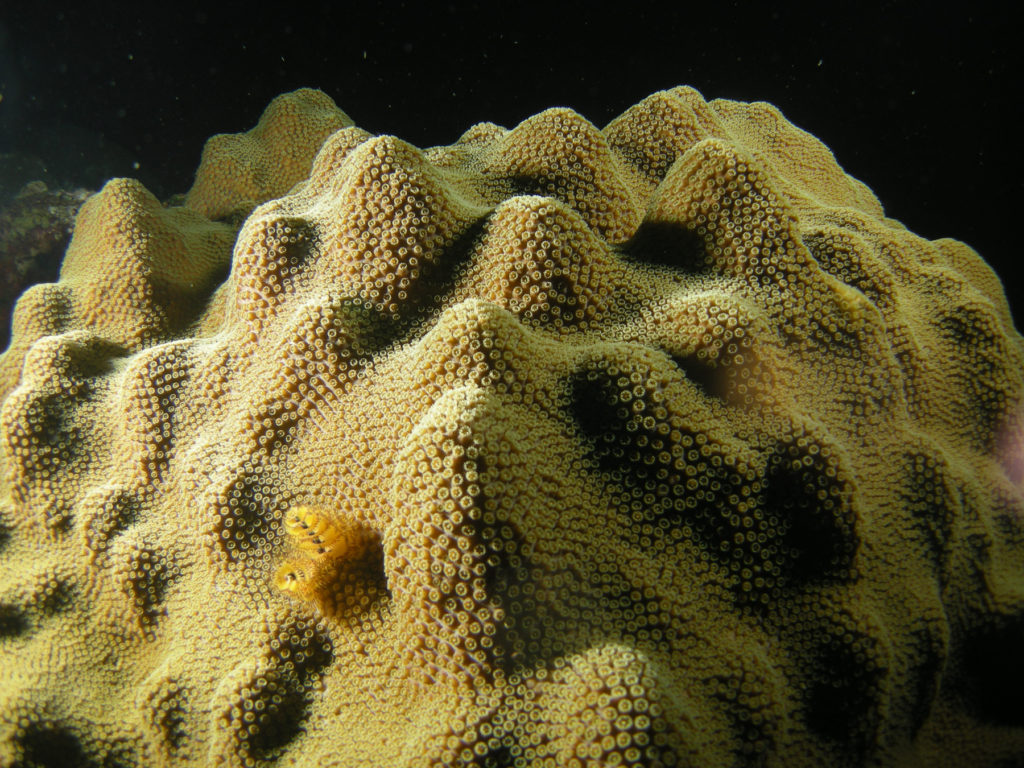 Mountainous star coral (Orbicella faveolata). (NOAA)