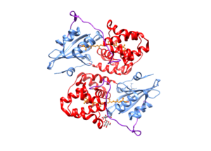 An example protein structure: the orange carotenoid protein. Proteins would be easier to align if they could be vectorized, acccording to Sevim. (Kerfeld lab group)