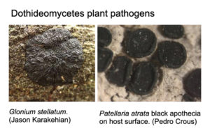 Dothideomycetes plant pathogens