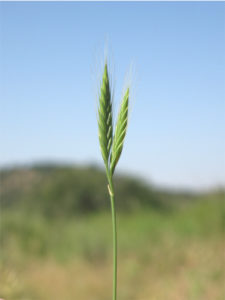 Brachypodium distachyon, the model species for temperate cereals and biofuel crop grasses with a growing pangenome of one hundred genomes. Spain: Huesca, Ibieca, San Miguel de Foces. (Photography credits: Pilar Catalán)