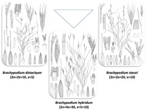 The Brachypodium distachyon-B. stacei-B. hybridum polyploid model complex. (Illustrations credits: Juan Luis Castillo)