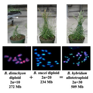 Plant images from the Vogel lab. Cytogenetic images from Hasterok et al. 2004, 2006 (Courtesy of John Vogel)