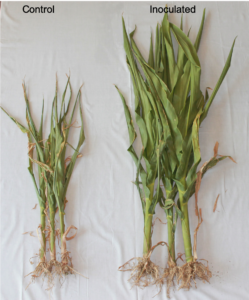 Maize that has been grown in drought conditions (50 percent less water) grows better with a synthetic consortium of bacteria that Pankaj Trivedi and his team assembled (right) than maize grown without the consortium (left). (Courtesy of Pankaj Trivedi)