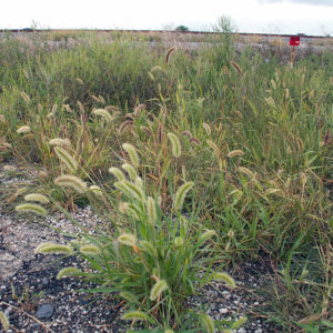 Green millet (Setaria viridis) plant collected in the wild. (Courtesy of the Kellogg lab)