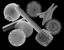 Scanning electron micrographs of diverse diatoms. (Credits: Diana Sarno, Marina Montresor, Nicole Poulsen, Gerhard Dieckmann)