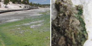 Red algal life at the extremes. Left: Cyanidiophyceae thriving in hot springs at Yellowstone National Park at Yellowstone National Park. Right: Rock dwelling Galdeiereia phelgrea (green band in image) growing near Yellowstone hot springs. (D. Bhattacharya)