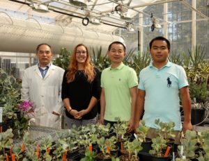 Xiaohan (far left) stands with his CAM Biodesign team (left to right): Kaitlin J. Palla, Rongbin Hu, Degao Liu, and, in the ORNL greenhouse. Drought-tolerant succulent Kalanchoe fedtschenkoi plants capable of crassulacean acid metabolism, or CAM, photosynthesis are in the foreground. JGI has generated genome sequence as well as gene expression atlas of Kalanchoe fedtschenkoi. Also, the Agave genome is being sequenced by JGI (Image courtesy of Oak Ridge National Laboratory, U.S. Dept. of Energy)