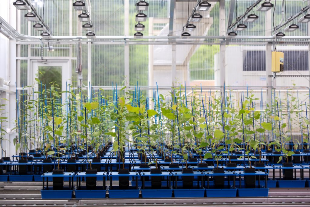 Poplar (Populus trichocarpa and P. deltoides) grow in the Advanced Plant Phenotyping Laboratory (APPL) at Oak Ridge National Laboratory in Tennessee. Poplar is an important biofuel feedstock, and Populus trichocarpa is the first tree species to have its genome sequenced — a feat accomplished by JGI. (Image courtesy of Oak Ridge National Laboratory, U.S. Dept. of Energy)