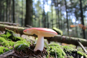 The Russula fungal genome was among those used in the study. (Francis Martin)