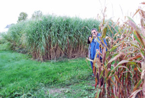 CABBI investigators Daniel Rokhsar and Kankshita Swaminathan stand in front of miscanthus at CABBI’s SoyFACE Facility at the University of Illinois. (Stephen Moose)