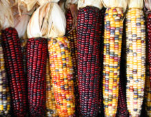 Maize can produce a cocktail of antibiotics with a handful of enzymes. (Sam Fentress, CC BY-SA 2.0)