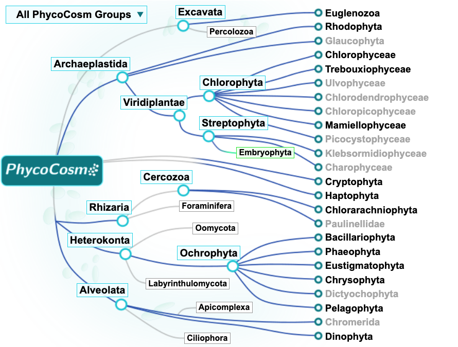 Phylogenetic tree of algal genomes, alongside some non-algal genomes for comparison, featured in PhycoCosm. Users can navigate to their organism(s) of interest from the tree view. (PhycoCosm)