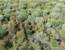 Aerial photo of the switchgrass diversity panel late in the 2020 season at the Kellogg Biological Station in Michigan. (Robert Goodwin)