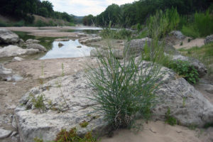 Switchgrass in front of a white rock growing along a river (background) in central Texas Hill Country. (David Lowry)