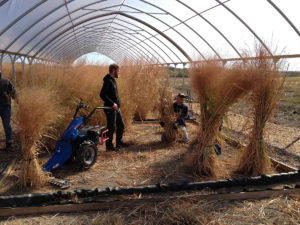 Harvesting switchgrass under field rainout shelters for drought tolerance studies. (David Lowry)