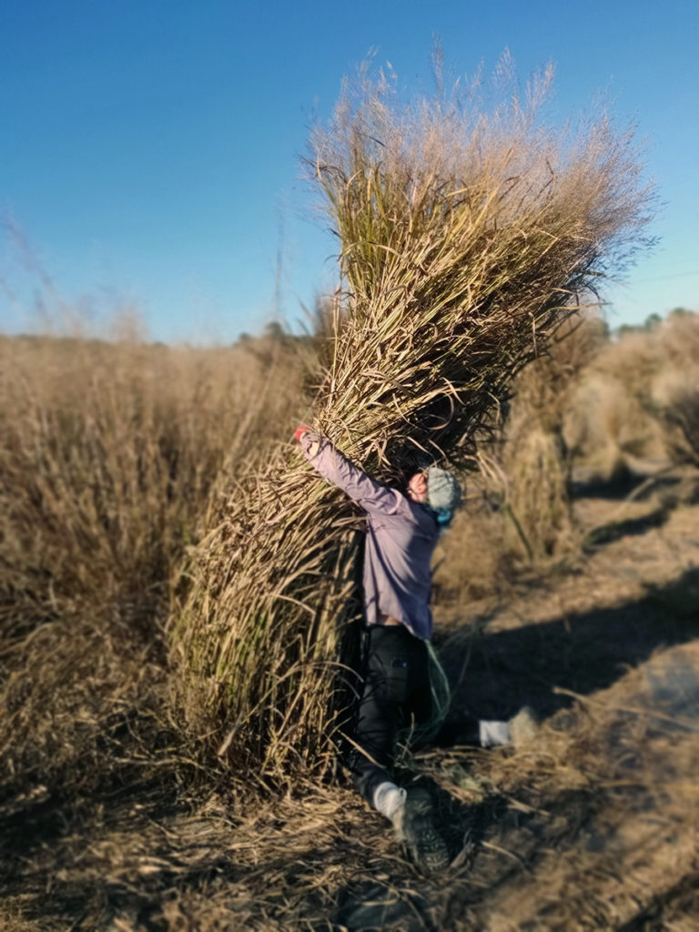 A field technician wrestling a large switchgrass plant during fall harvest. (Jason Bonnette)