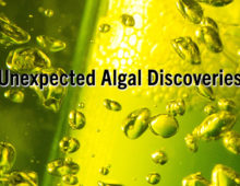 Screencap of green algae video for PNAS paper
