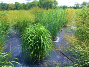 The switchgrass diversity panel growing at the Kellogg Biological Station in Michigan. (David Lowry)