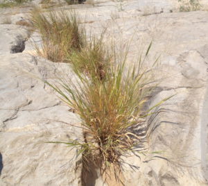 Switchgrass growing in the cracks of rocks at the arid Devils River State Recreation Area in Texas. (David Lowry)