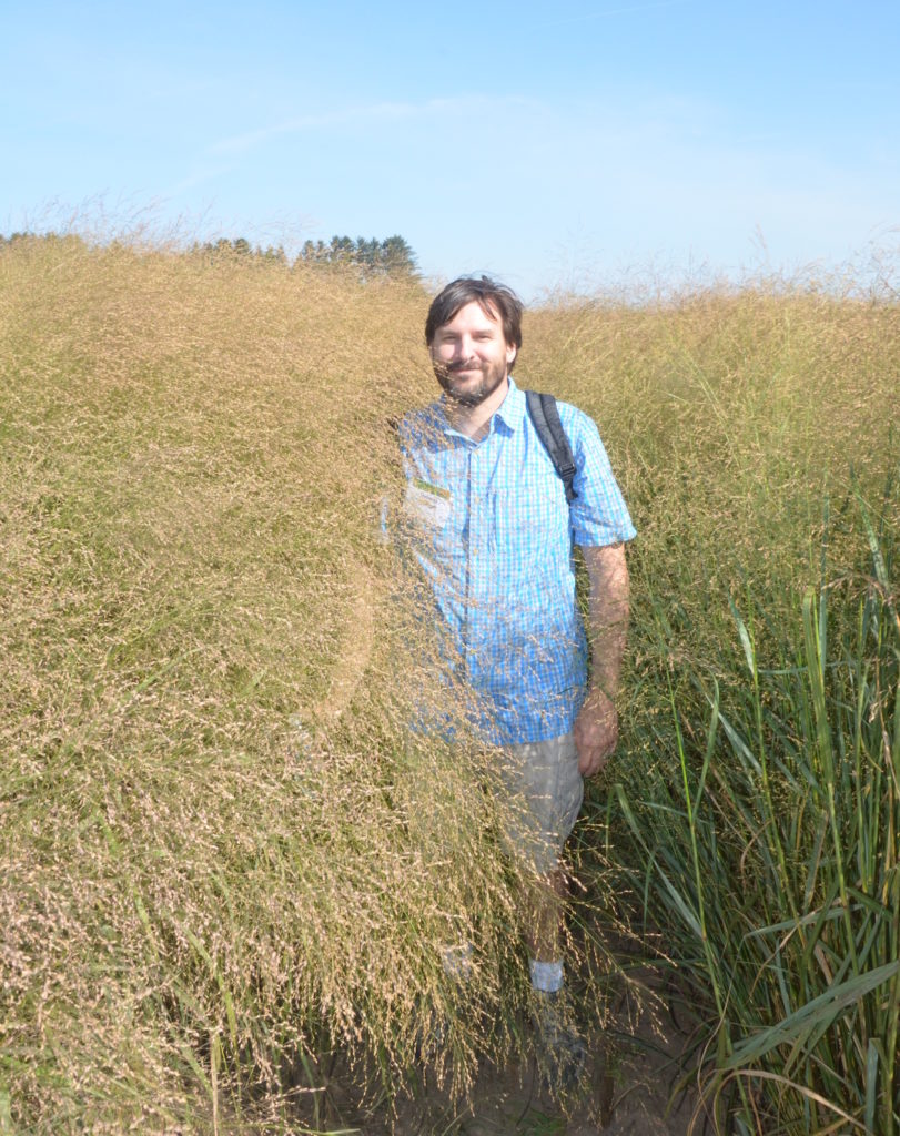 Biologist Tom Juenger hides in a switchgrass stand at an annual switchgrass meeting in Madison Wisconsin. (Jeremy Schmutz)