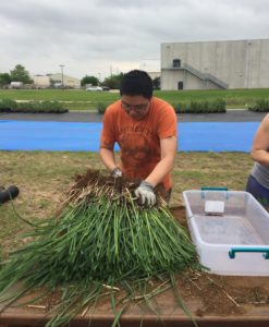 The Juenger lab divided and propagated switchgrass for the nursery so that samples of switchgrass could be shared with research gardens in multiple states. (Tom Juenger)