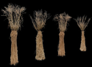 Switchgrass grows abundantly above and below ground. This is a photo of shoot and root biomass from lowland (left two) and upland (right two) switchgrass individuals. Plants were grown over a single growing season. (Jason Bonnette)
