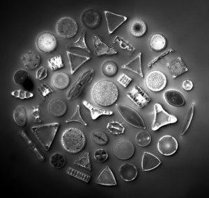Diatoms. (Randolph Femmer, USGS Library of Images From Life, CC BY-NC 2.0)
