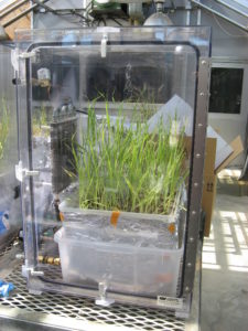 Avena barbata grows in an enclosed chamber with carbon 13-enriched carbon dioxide to track down metabolically active soil microbes in the rhizosphere. (Jennifer Pett-Ridge)