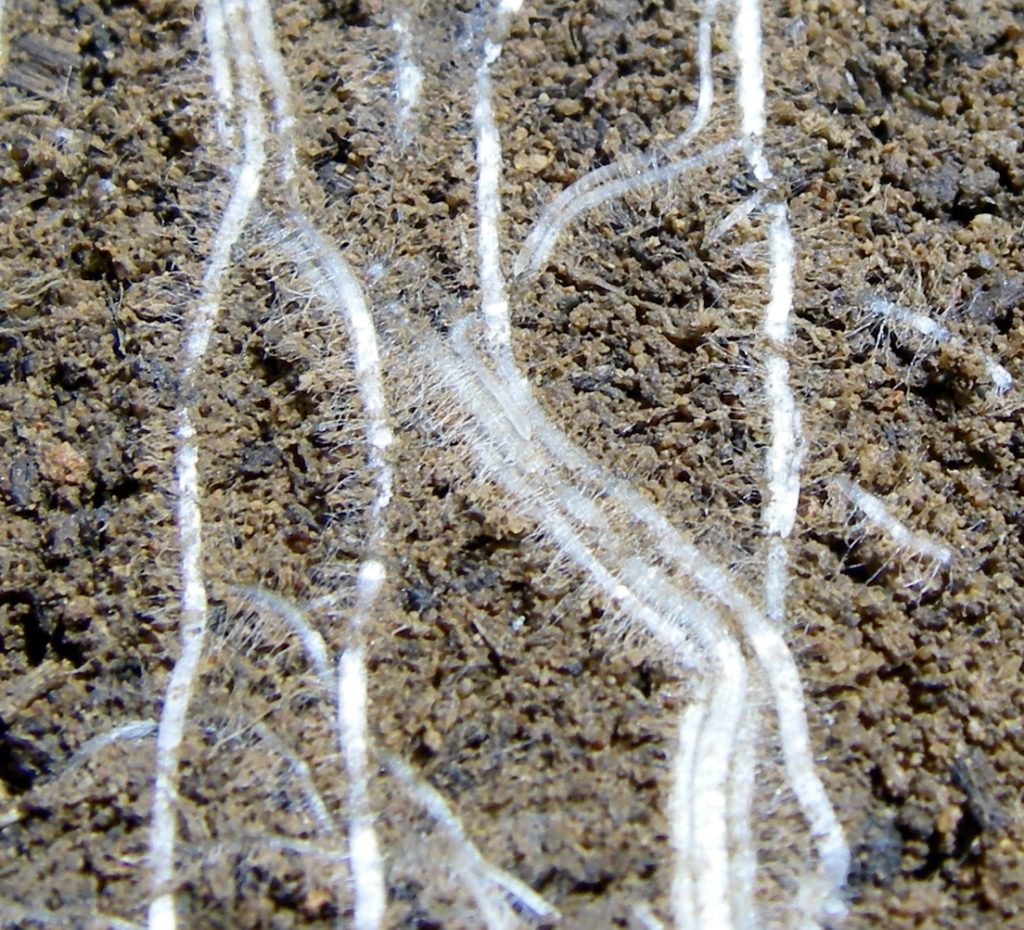 The roots of Avena fatua, also known as wild oat grass, and the soil surrounding them. This zone, the rhizosphere, influences microbial life. (Erin Nuccio)