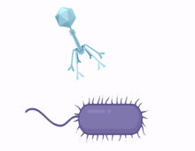 Virus tail fibers – signified in the cartoon by the blue virus’ downward pointing ‘arms’— don't allow the virus to attach to a purple tinted cell type.
