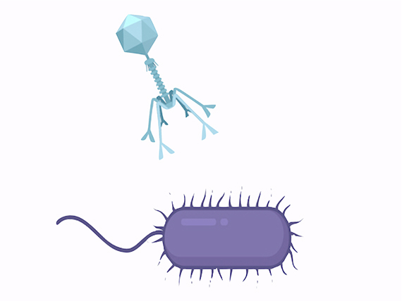 A genetic element that generates targeted mutations, called diversity-generating retroelements (DGRs), are found in viruses, as well as bacteria and archaea. Most DGRs found in viruses appear to be in their tail fibers. These tail fibers – signified in the cartoon by the blue virus’ downward pointing ‘arms’— allow the virus to attach to one cell type (red), but not the other (purple). DGRs mutate these ‘arms,’ giving the virus opportunities to switch to different prey, like the purple cell. (Courtesy of Blair Paul)