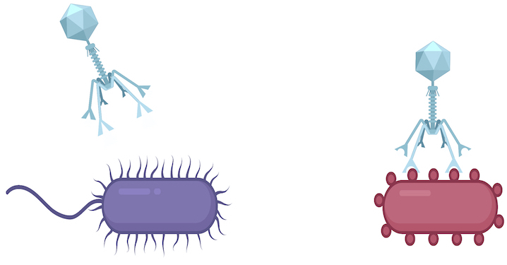 A genetic element that generates targeted mutations, called diversity-generating retroelements (DGRs), are found in viruses, as well as bacteria and archaea. Most DGRs found in viruses appear to be in their tail fibers. These tail fibers – signified in the cartoon by the blue virus’ downward pointing ‘arms’— allow the virus to attach to one cell type (red), but not the other (purple). DGRs mutate these ‘arms,’ giving the virus opportunities to switch to different prey, like the purple cell. (Courtesy of Blair Paul)